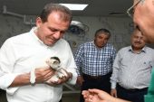 Mersin’de 6 ayda 723 kedi ve bin 583 köpeğin tedavisi yapıldı
