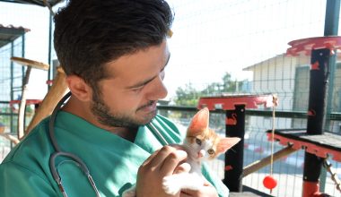 BÜYÜKŞEHİR VETERİNERLERİ HAYVANSEVERLERİ UYARDI