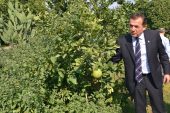 BELEDİYE BAHÇESİNDE NARENCİYE YETİŞİYOR