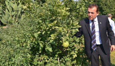 BELEDİYE BAHÇESİNDE NARENCİYE YETİŞİYOR