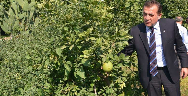 BELEDİYE BAHÇESİNDE NARENCİYE YETİŞİYOR