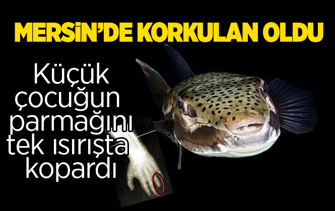 BALON BALIĞI TÜM CANLILARI TEHDİT EDİYOR