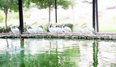 HAYVAN PARKI İÇİN REVİZYON ÇALIŞMASI