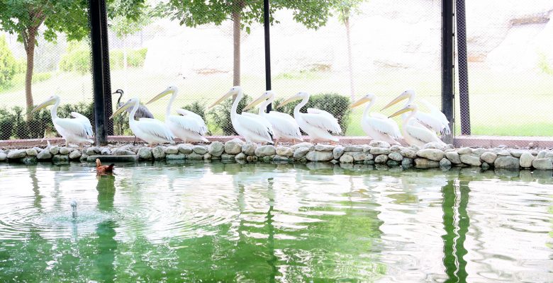 HAYVAN PARKI İÇİN REVİZYON ÇALIŞMASI