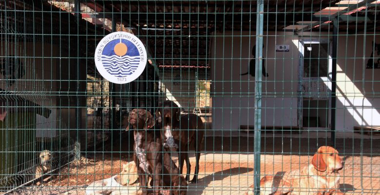 Barınaktaki Skandal Görüntüler İçin Yapılan Açıklama Büyük Bir İhmali Ortaya Koydu