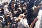 ALANYA’DAN MERSİN’E BIRAKILMAK ÜZERE KAMYONLA GETİRİLEN 70 KÖPEK GERİ GÖNDERİLDİ