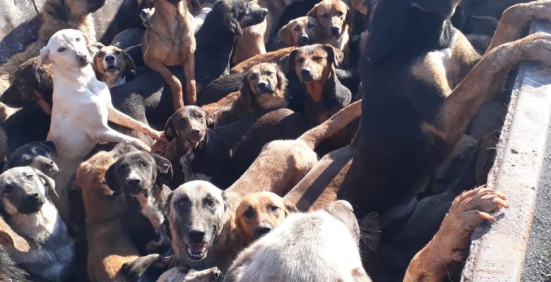 ALANYA’DAN MERSİN’E BIRAKILMAK ÜZERE KAMYONLA GETİRİLEN 70 KÖPEK GERİ GÖNDERİLDİ
