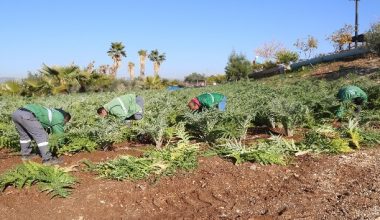 Mezitli’nin ilk enginarları nisanda hasat edilecek