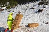 BÜYÜKŞEHİR, YABAN HAYVANLARI İÇİN DOĞAYA YEM BIRAKTI