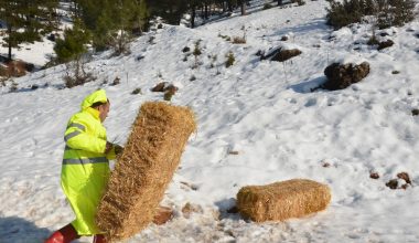 BÜYÜKŞEHİR, YABAN HAYVANLARI İÇİN DOĞAYA YEM BIRAKTI