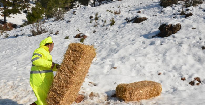 BÜYÜKŞEHİR, YABAN HAYVANLARI İÇİN DOĞAYA YEM BIRAKTI