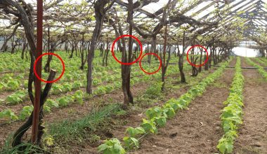 Muhtarın bahçesini katlettiler