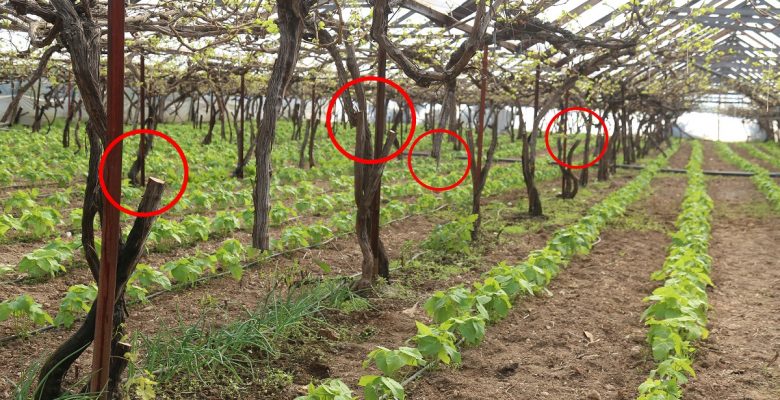 Muhtarın bahçesini katlettiler