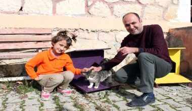 Başkan Tollu’dan ‘Kedi Evi Projesi’