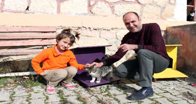 Başkan Tollu’dan ‘Kedi Evi Projesi’