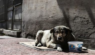 Salgın sürecinde 14 bin 175 kilo mama dağıtıldı