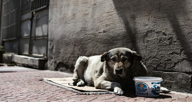 Salgın sürecinde 14 bin 175 kilo mama dağıtıldı