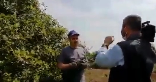 Limon kurgucuları serbest