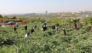 Korona günlerinde enginar hasadı