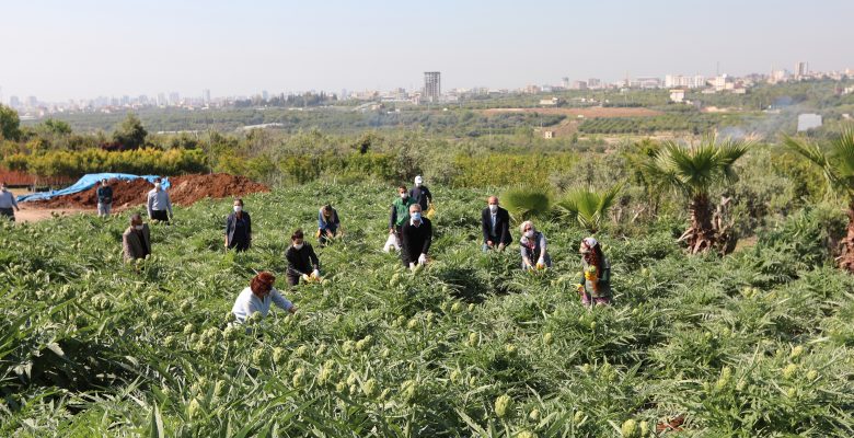Korona günlerinde enginar hasadı