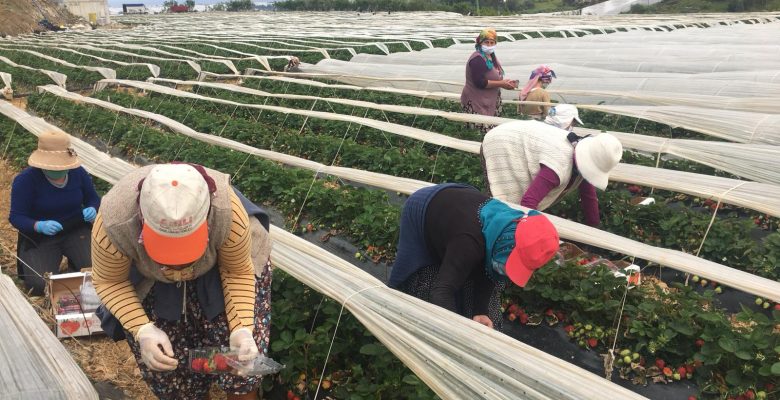 ANAMUR, ÇİLEKTE İDDİALI