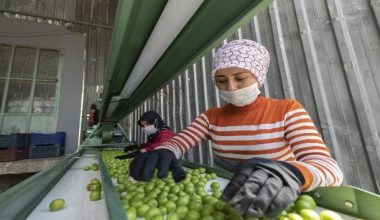 Erik üreticisine makine desteği