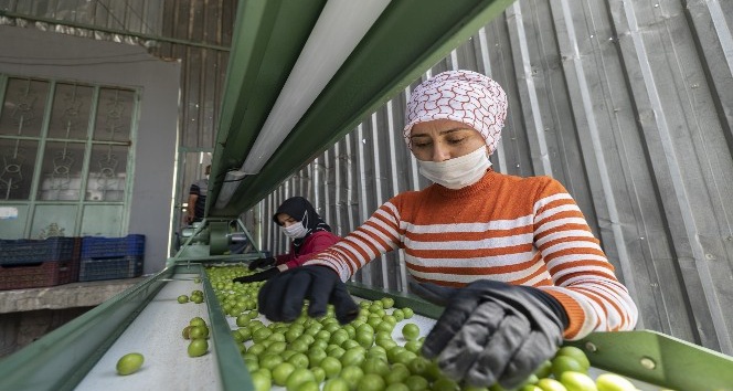 Erik üreticisine makine desteği
