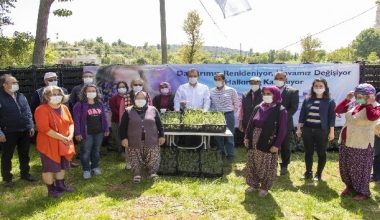 Mersin’de 100 bin lavanta fidesi dağıtıldı