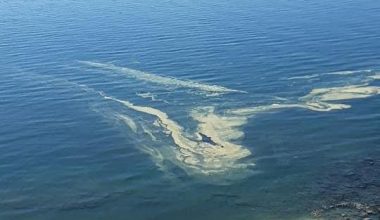 Denizdeki renk değişimi normal!