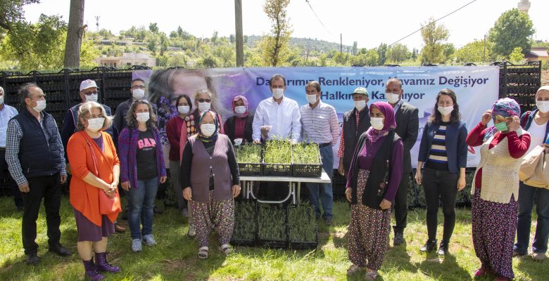 SİLİFKE’DE ÜRETİCİLERE LAVANTA FİDESİ DAĞITILDI