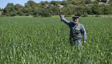 Büyükşehir’den Kaliteli Ve Genetiği Değiştirilmemiş Buğday Üretimine Destek