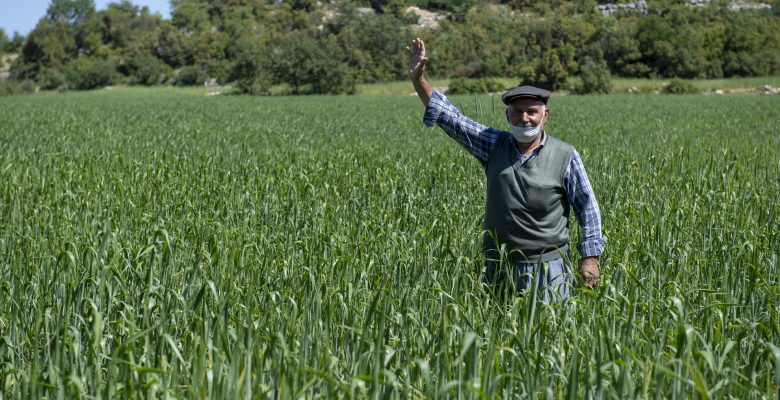 Büyükşehir’den Kaliteli Ve Genetiği Değiştirilmemiş Buğday Üretimine Destek