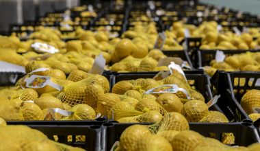 İSTANBUL’A 100 TON, ANKARA’YA 50 TON LİMONUN TAMAMI ULAŞTI