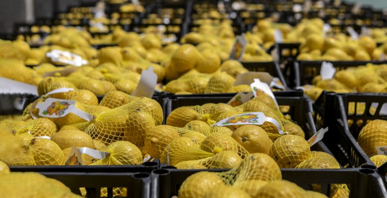 İSTANBUL’A 100 TON, ANKARA’YA 50 TON LİMONUN TAMAMI ULAŞTI