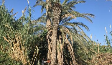 Yenişehir’de Palmiye Kırmızı Böceği Tespit Edilen Ağaçlar İmha Edildi