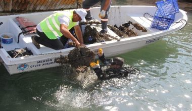 DALGIÇLAR, BALIKÇI BARINAĞI’NDA DENİZDEN ATIK ÇIKARDI