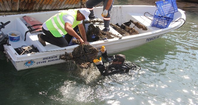 DALGIÇLAR, BALIKÇI BARINAĞI’NDA DENİZDEN ATIK ÇIKARDI