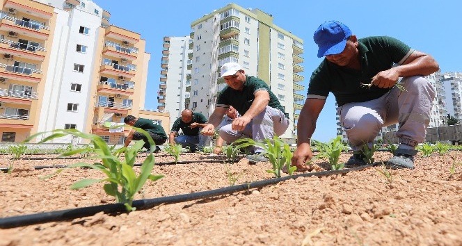 Mısırlar büyüyor