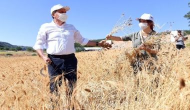 Ata tohumu sarı buğdayın ilk hasadı yapıldı