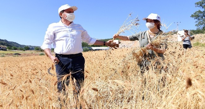 Ata tohumu sarı buğdayın ilk hasadı yapıldı