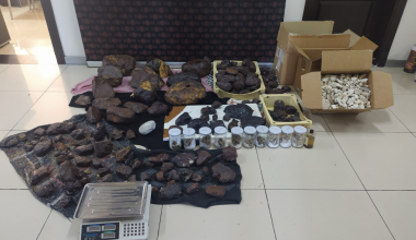 145 Kilo Balina Kusmuğu Ele Geçirildi