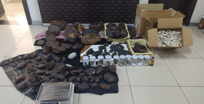 145 Kilo Balina Kusmuğu Ele Geçirildi