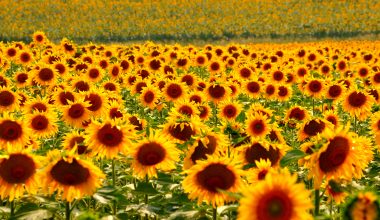 AYÇİÇEK TARLALARI DOĞAL FOTOĞRAF STÜDYOSU OLDU