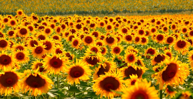 AYÇİÇEK TARLALARI DOĞAL FOTOĞRAF STÜDYOSU OLDU