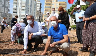 Kentin Merkezinde Mısır Üretimine Başladılar
