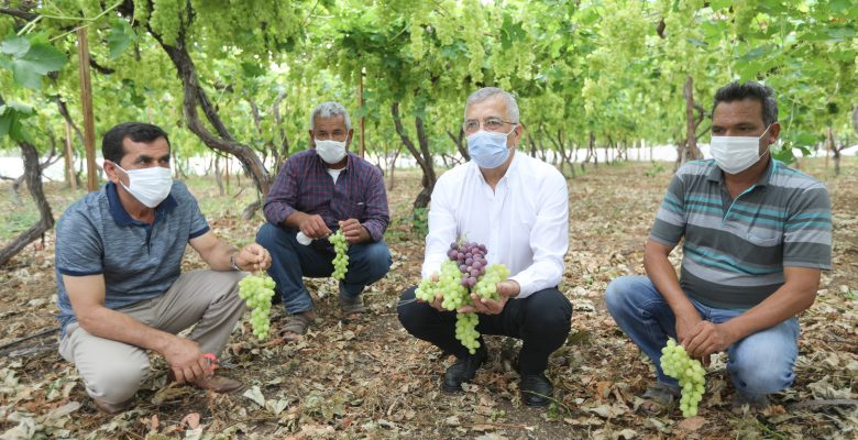 Başkan Tarhan çiftçilerle birlikte üzüm hasadı yaptı