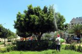 Akdeniz de park ve yeşil alanlara yönelik bakım ve ilaçlama