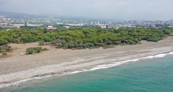 Başkan Tollu, Erdemli Çamlığında çalışmalara başladı