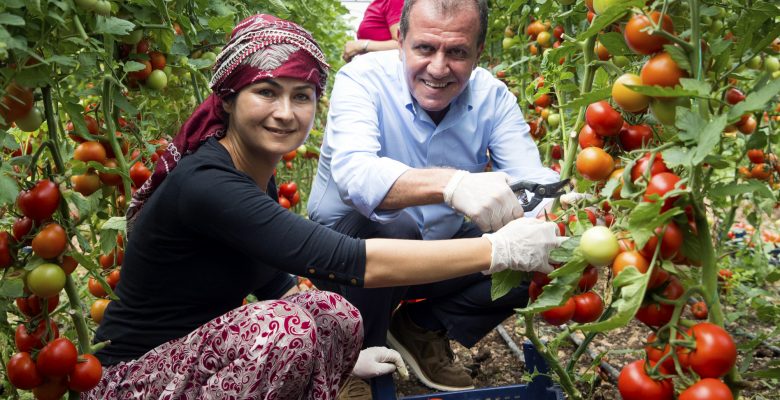 SEÇER, ERDEMLİ’DE KADIN ÜRETİCİLERLE BİRLİKTE DOMATES HASADI YAPTI