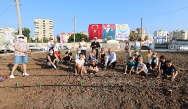 Şehir manzaralı biberiye ve sebze tarlası
